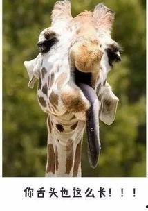 娱乐吃瓜君长颈鹿,娱乐吃瓜君的趣味解读