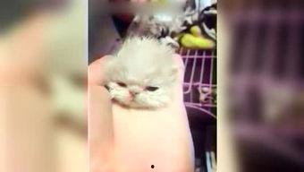 呆妹娱乐吃瓜视频大全免费观看